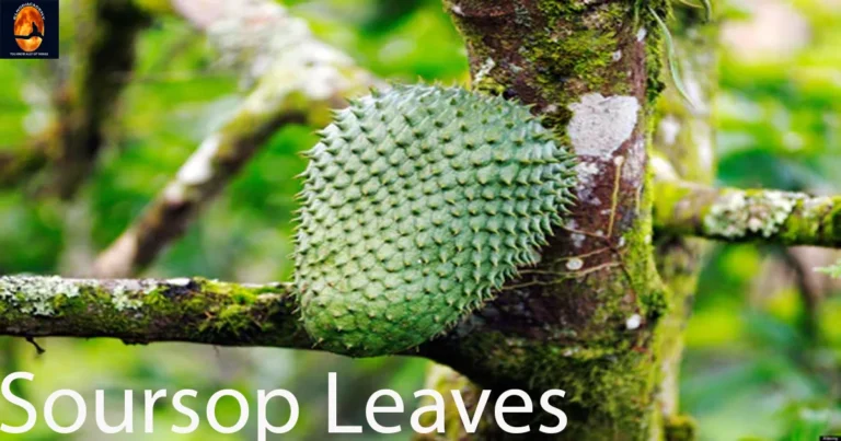 Soursop Leaves Benefits And Side Effects