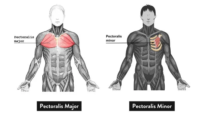 Anatomy-of-the-Chest-Muscles