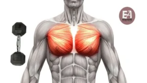 Dumbbell chest exercises